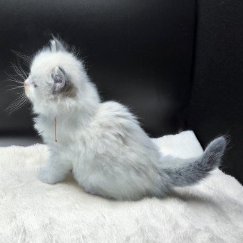 chaton Ragdoll seal tabby point bicolor Ahorani (Collier Rose) Trycoline’s