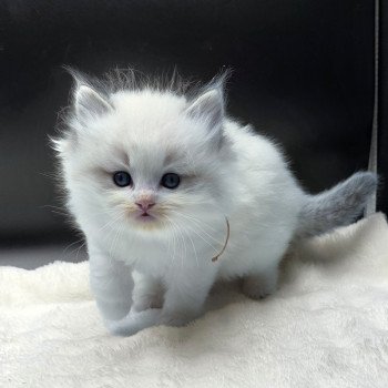 chaton Ragdoll seal tabby point bicolor Ahorani (Collier Rose) Trycoline’s