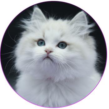 chat Ragdoll seal tabby point bicolor Ahorani Ilaya (Collier Rose) Trycoline’s