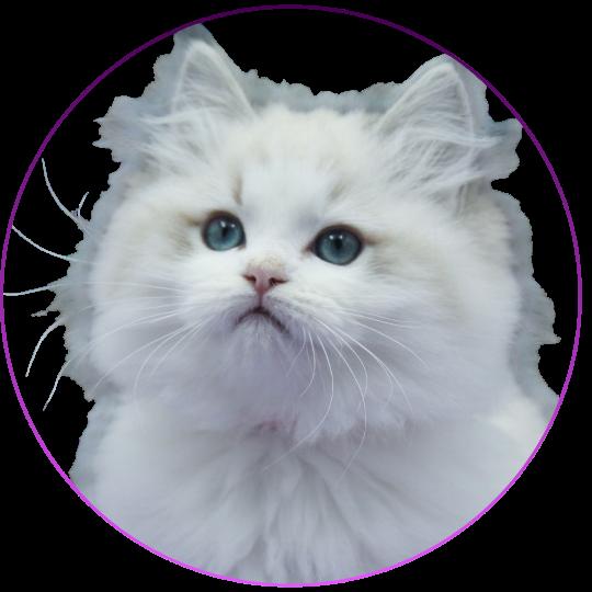 CH*Trycoline’s Ahorani Ilaya Femelle Ragdoll
