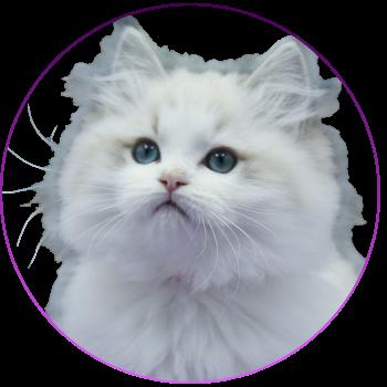 Trycoline’s Ahorani Ilaya (Collier Rose) Femelle Ragdoll