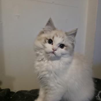 chaton Ragdoll seal tabby point bicolor Ahorani Ilaya Trycoline’s