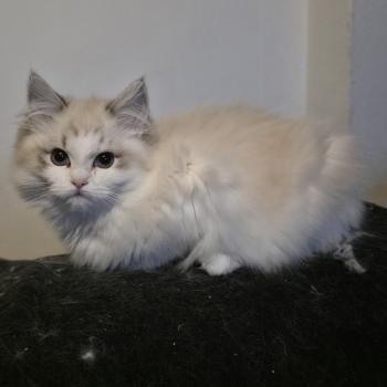 chaton Ragdoll seal tabby point bicolor Ahorani Ilaya Trycoline’s