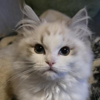 chaton Ragdoll seal tabby point bicolor Ahorani Ilaya Trycoline’s