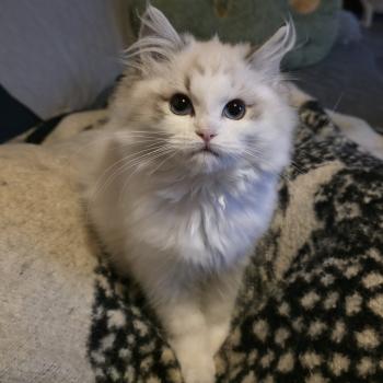 chaton Ragdoll seal tabby point bicolor Ahorani Ilaya Trycoline’s