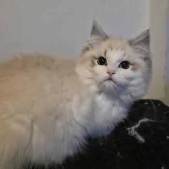 chaton Ragdoll seal tabby point bicolor Ahorani Ilaya Trycoline’s