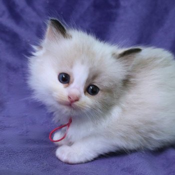 chaton Ragdoll seal tortie point bicolor Anéria (Collier Rose foncé) Trycoline’s chaton Ragdoll seal tortie point bicolor Anéria (Collier Rose foncé) Trycoline’s