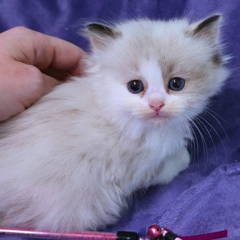 chaton Ragdoll seal tortie point bicolor Anéria (Collier Rose foncé) Trycoline’s chaton Ragdoll seal tortie point bicolor Anéria (Collier Rose foncé) Trycoline’s