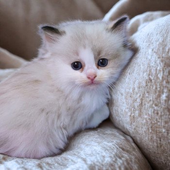 chaton Ragdoll seal tortie point bicolor Anéria (Collier Rose foncé) Trycoline’s chaton Ragdoll seal tortie point bicolor Anéria (Collier Rose foncé) Trycoline’s