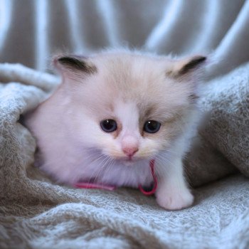 chaton Ragdoll seal tortie point bicolor Anéria (Collier Rose foncé) Trycoline’s chaton Ragdoll seal tortie point bicolor Anéria (Collier Rose foncé) Trycoline’s