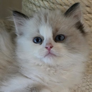 chaton Ragdoll seal tortie point bicolor Anéria (Collier Rose foncé) Trycoline’s chaton Ragdoll seal tortie point bicolor Anéria (Collier Rose foncé) Trycoline’s