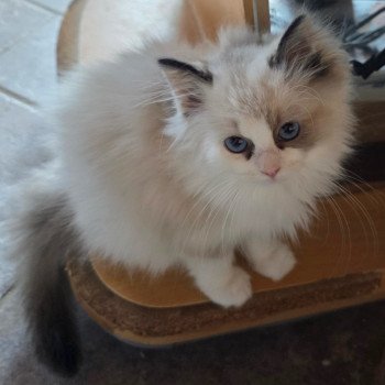 chaton Ragdoll seal tortie point bicolor Anéria (Collier Rose foncé) Trycoline’s chaton Ragdoll seal tortie point bicolor Anéria (Collier Rose foncé) Trycoline’s