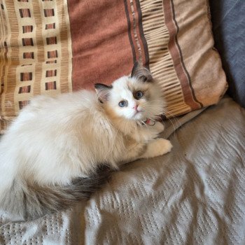 chaton Ragdoll seal tortie point bicolor Anéria Faelyne (Collier Rose foncé) Trycoline’s chaton Ragdoll seal tortie point bicolor Anéria Faelyne (Collier Rose foncé) Trycoline’s