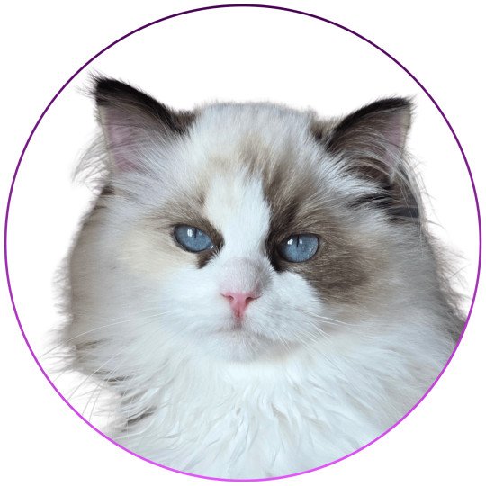Trycoline’s Anéria Faelyne Femelle Ragdoll