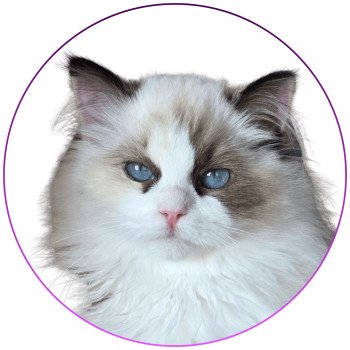 chat Ragdoll seal tortie point bicolor Anéria Faelyne Trycoline’s