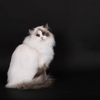 chat Ragdoll seal tortie point bicolor Anéria Faelyne Trycoline’s