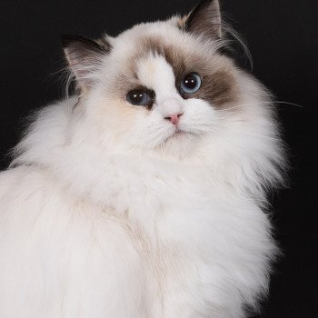 chat Ragdoll seal tortie point bicolor Anéria Faelyne Trycoline’s