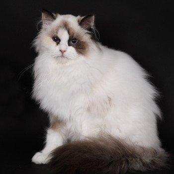 chat Ragdoll seal tortie point bicolor Anéria Faelyne Trycoline’s