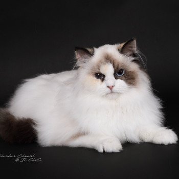chat Ragdoll seal tortie point bicolor Anéria Faelyne Trycoline’s