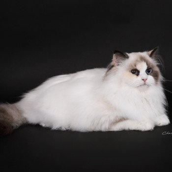 chat Ragdoll seal tortie point bicolor Anéria Faelyne Trycoline’s