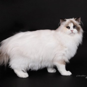 chat Ragdoll seal tortie point bicolor Anéria Faelyne Trycoline’s