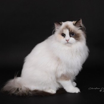 chat Ragdoll seal tortie point bicolor Anéria Faelyne Trycoline’s