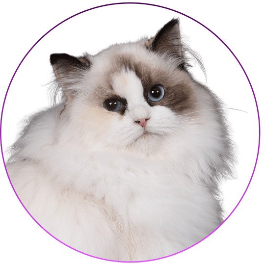 Trycoline’s Anéria Faelyne Femelle Ragdoll