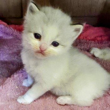 chaton Ragdoll seal tabby point bicolor Collier rouge Trycoline’s