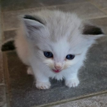 chaton Ragdoll seal tabby point bicolor Askhën  (Collier rouge) Trycoline’s