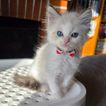 chaton Ragdoll seal tabby point bicolor Askhën Trycoline’s