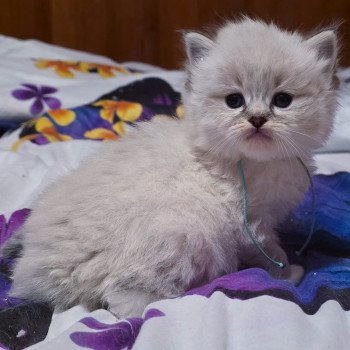 chaton Ragdoll Azariéla (Collier Turquoise) Trycoline’s