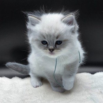 chaton Ragdoll seal tabby point mitted Azariéla (Collier Turquoise) Trycoline’s