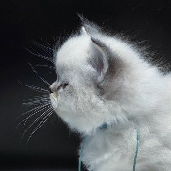 chaton Ragdoll seal tabby point mitted Azariéla (Collier Turquoise) Trycoline’s