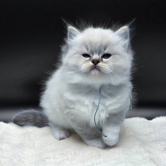 Trycoline’s Azariéla Valys  (Collier Turquoise) Femelle Ragdoll