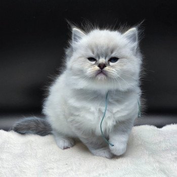 chaton Ragdoll seal tabby point mitted Azariéla (Collier Turquoise) Trycoline’s