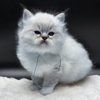 chaton Ragdoll seal tabby point mitted Azariéla (Collier Turquoise) Trycoline’s