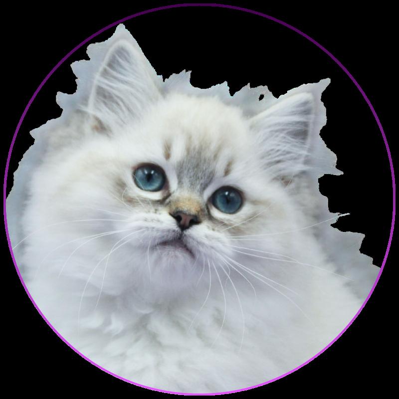 CH*Trycoline’s Azariéla Valys Femelle Ragdoll