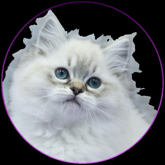 CH*Trycoline’s Azariéla Valys Femelle Ragdoll