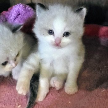 chaton Ragdoll seal point bicolor Collier vert foncé Trycoline’s