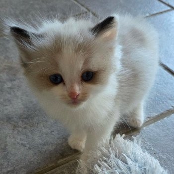 chaton Ragdoll seal point bicolor Alkhäo (Collier vert foncé) Trycoline’s