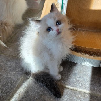 chaton Ragdoll seal point bicolor Alkhäo Aïko Trycoline’s