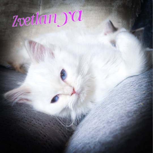 Trycoline’s Zvetlanya Femelle Ragdoll