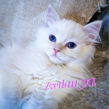 chaton Ragdoll cream point mitted Zvetlanya Trycoline’s chaton Ragdoll cream point mitted Zvetlanya Trycoline’s
