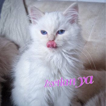 chaton Ragdoll cream point mitted Zvetlanya Trycoline’s chaton Ragdoll cream point mitted Zvetlanya Trycoline’s
