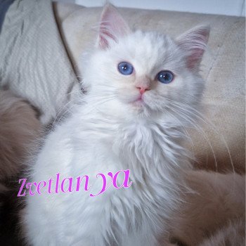 chaton Ragdoll cream point mitted Zvetlanya Trycoline’s chaton Ragdoll cream point mitted Zvetlanya Trycoline’s