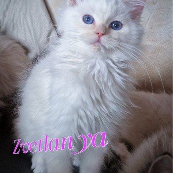 chaton Ragdoll cream point mitted Zvetlanya Trycoline’s chaton Ragdoll cream point mitted Zvetlanya Trycoline’s