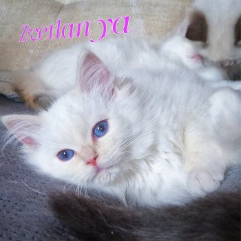 chaton Ragdoll cream point mitted Zvetlanya Trycoline’s chaton Ragdoll cream point mitted Zvetlanya Trycoline’s