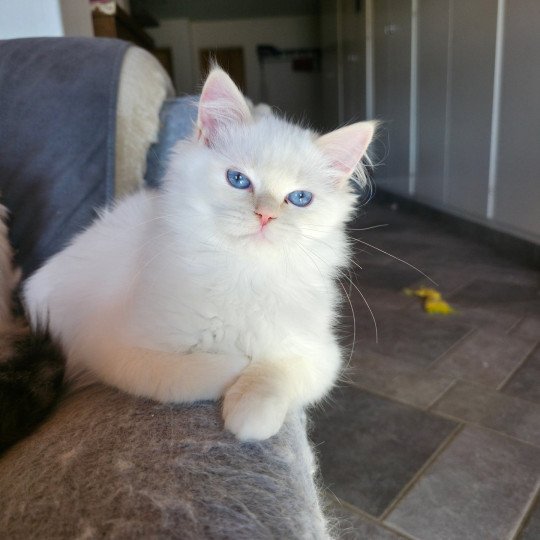 Trycoline’s Zvetlanya Femelle Ragdoll