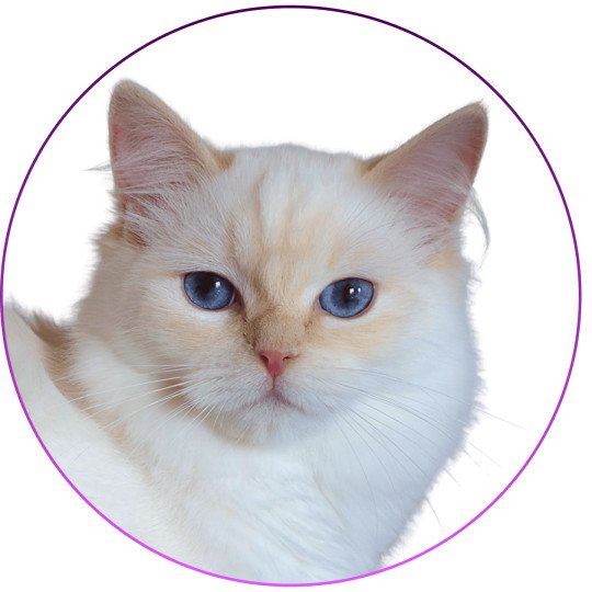 Trycoline’s Zvetlanya Femelle Ragdoll