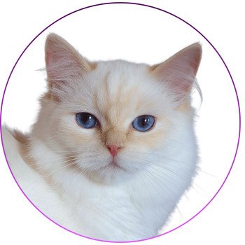 chat Ragdoll cream point mitted Zvetlanya Trycoline’s